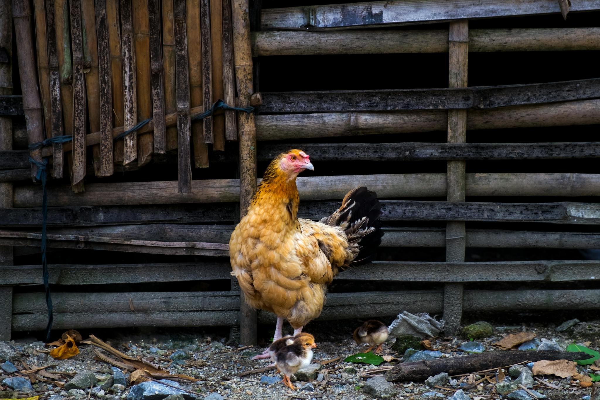 A hen and her chicks stand in a rustic wooden coop, showcasing a natural farm setting.