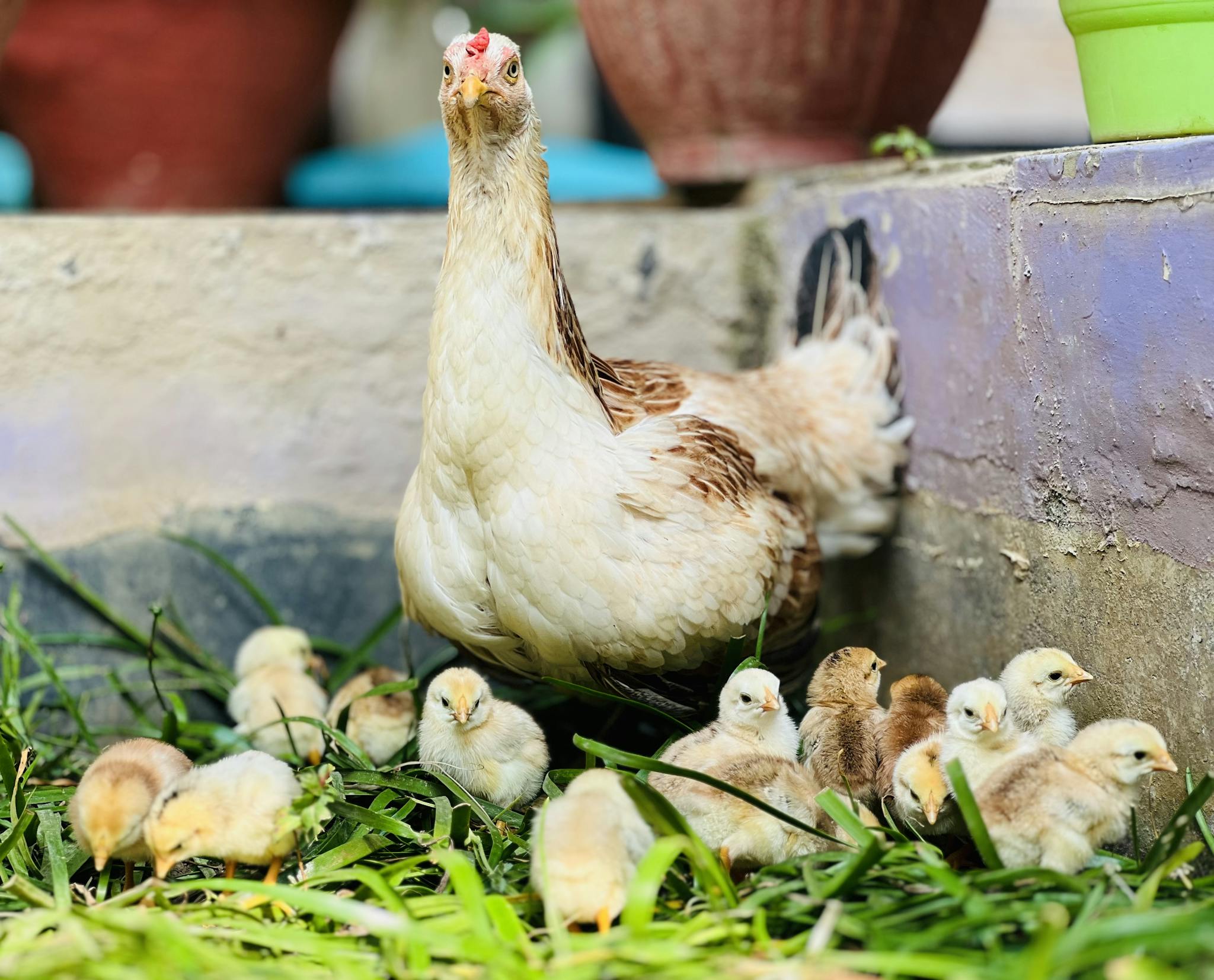 A hen with her chicks exploring the grass in a farmyard setting, depicting natural animal behavior.