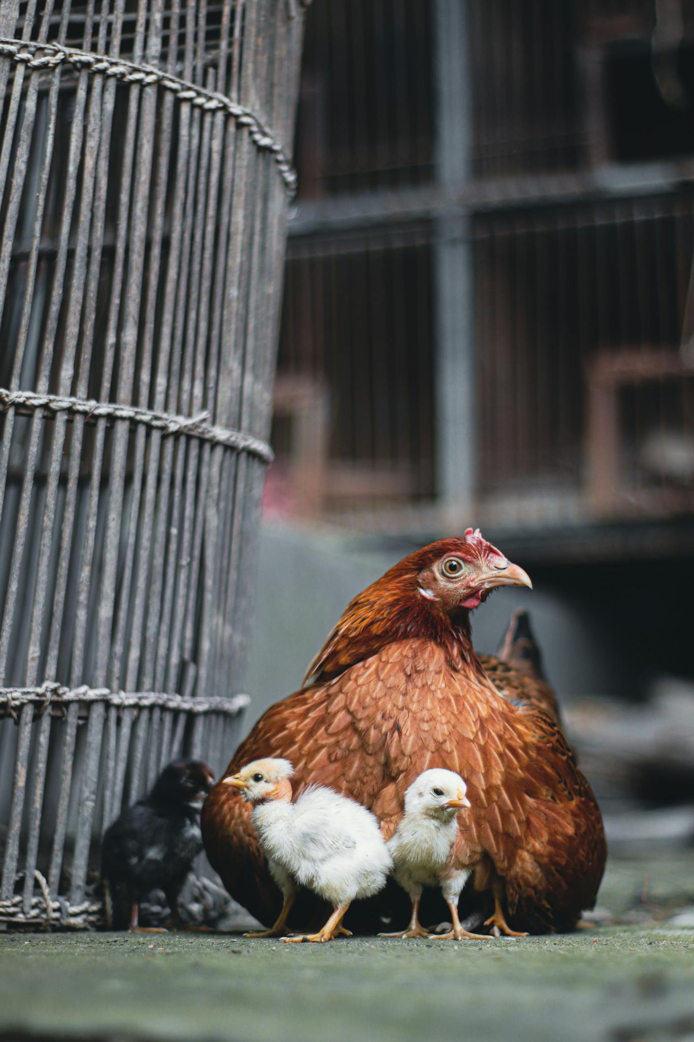 Close-up of a hen with her chicks near a cage on a farm.