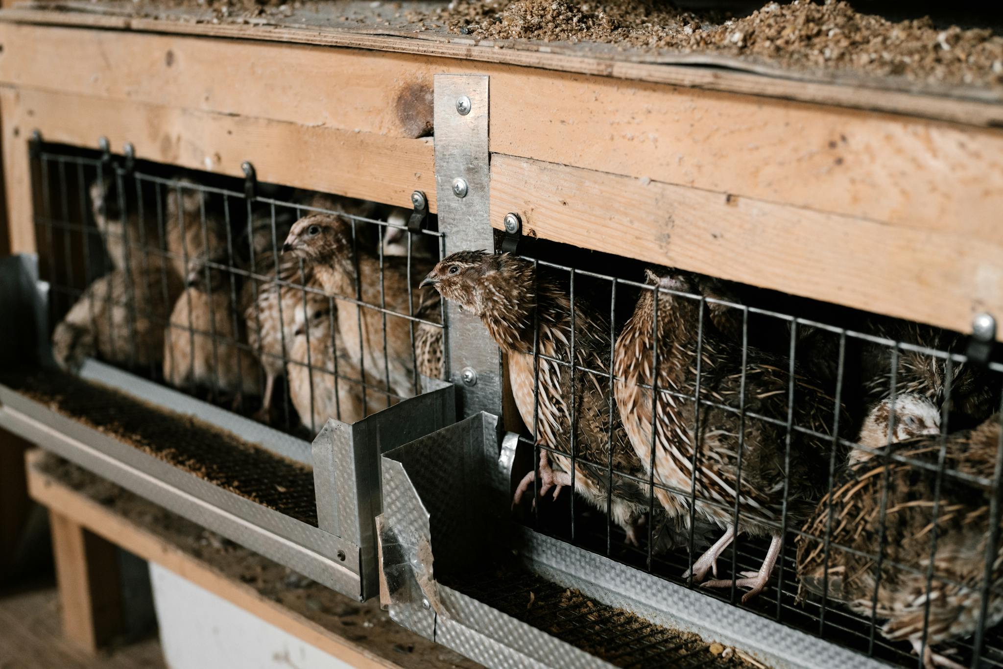 Cute little quail birds in rustic breeding cage at poultry farm in countryside